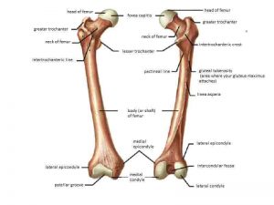 Femur Kemiği Anatomisi